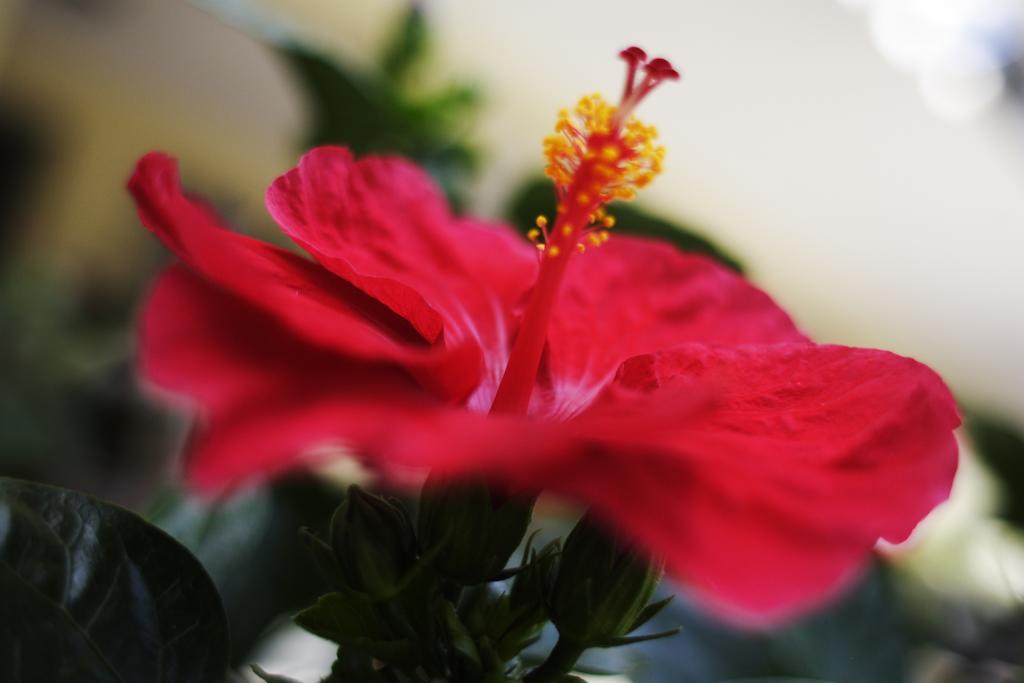 Hotel Devon Rooms&Breakfast Cesenatico Buitenkant foto